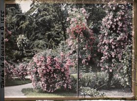 Image représentant Rosiers en fleurs situés en limite sud-est du verger-roseraie, près du jardin japonais