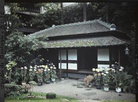 Image représentant Maison est du " village japonais ", ornée de chrysanthèmes en pots fleuris et de bonsaïs
