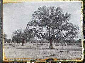 Image représentant Pistachiers térébinthes dans la daya