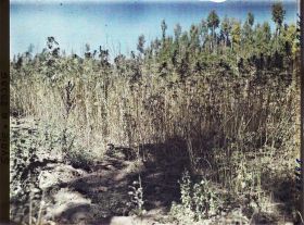 Image représentant Culture du chanvre