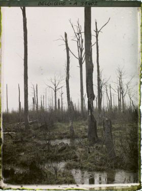 Image représentant Belgique, Forêt d' Houtuhlsd, Forêt d' Houtuhlsd; un aspect du bois