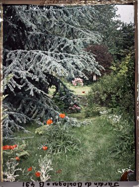 Image représentant Coquelicots ornant les pourtours d'un des " étangs " du marais