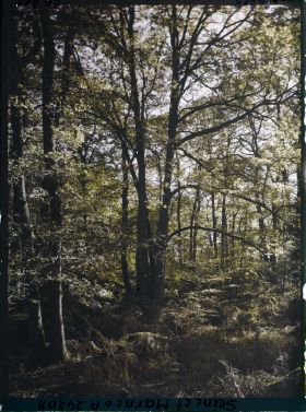 Image représentant Forêt