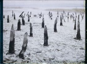 Image représentant Site palafittique préhistorique des Alpes, pieux en bois visibles lors de la baisse des eaux après la grande sécheresse de 1921
