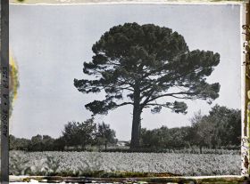 Image représentant Un pin centenaire