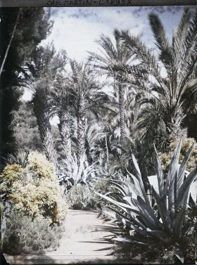 Image représentant Groupe de palmiers dominant une allée bordée d'agaves et d'un buisson en fleurs