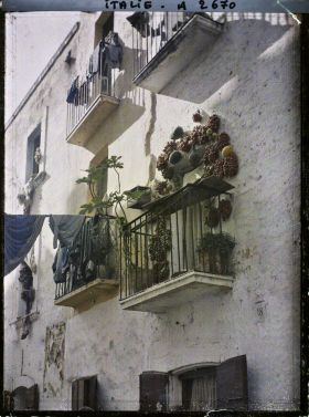 Image représentant Fenêtre d'un immeuble avec tomates et un petit figuier