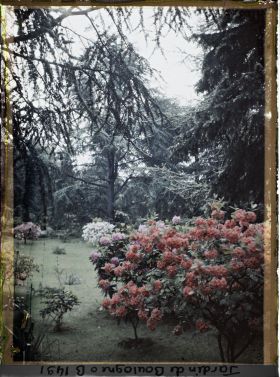 Image représentant Azalées dans la forêt bleue
