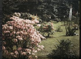 Image représentant Azalées sur la pelouse près du marais