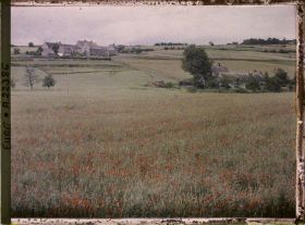 Image représentant Un champ de blé et de coquelicots