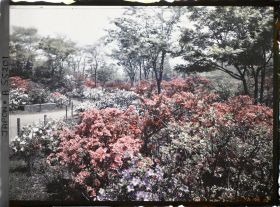 Image représentant Hibiya-koen (parc de Hibiya) : azalées bordant une allée