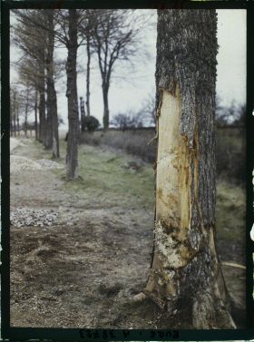 Image représentant Lieu de l'accident d'automobile survenu au prince Kitashirakawa, aspect de l'arbre contre lequel est venu se heurter la voiture