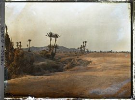 Image représentant La palmeraie