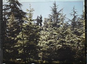 Image représentant La forêt dorée