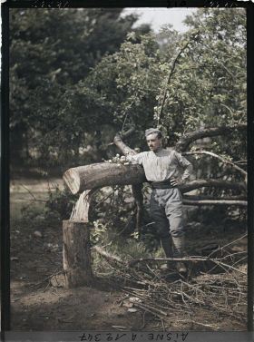 Image représentant Arbres fruitiers sciés par les Boches