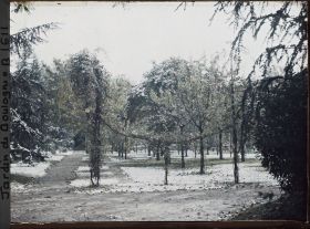 Image représentant Partie nord-ouest du verger-roseraie sous la neige, vue près de la dépendance vers le jardin français