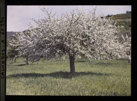 Image représentant Pommier en fleurs
