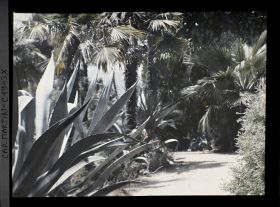 Image représentant Agave et groupe de palmiers au bord d'une allée, vue prise à 12 h