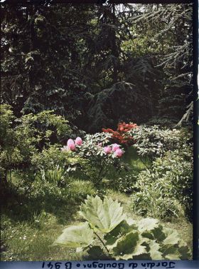 Image représentant Rhododendrons et azalées en bordure des forêts bleue et dorée