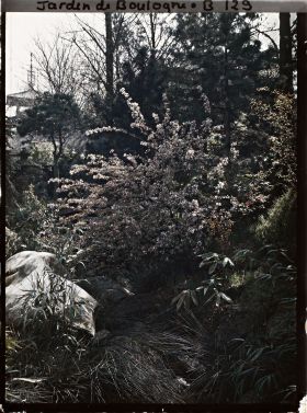 Image représentant Arbuste en fleur situé sur une pente du " sanctuaire japonais ", proche du " village japonais "