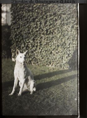 Image représentant Un chien d'Albert Kahn