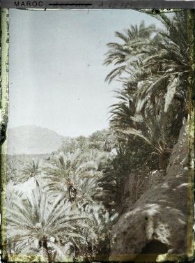 Image représentant Palmeraie avec au fond, le Djebel Grouz