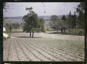 Image représentant France, Fontenay-Fleuri, Culture des petits pois (N° 1)