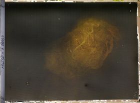 Image représentant La grotte des Trois-Frères : le bison