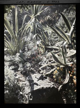 Image représentant Zoom sur ensemble de plantes exotiques