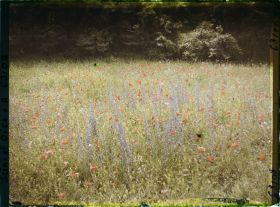Image représentant Ile de France, Luzarches, Fleurs des Champs