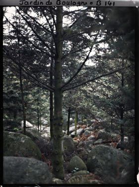 Image représentant Eboulis de blocs de granit aux pieds des épicéas de la forêt vosgienne