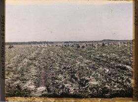 Image représentant Seine et Marne, Guermantes, Troupeau de moutons dans un champ de Betteraves