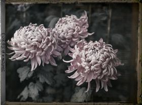 Image représentant Exposition de chrysanthèmes