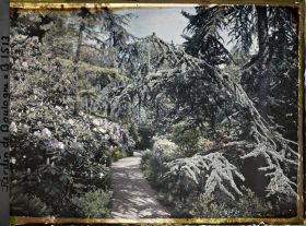 Image représentant Une allée dans la forêt bleue
