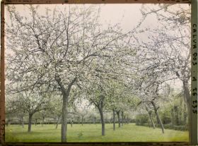 Image représentant Pommiers en fleurs