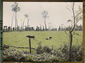 Image représentant Pâturage