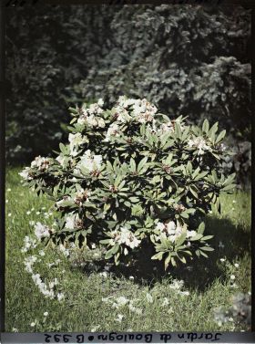 Image représentant Rhodos blanc près de la forêt dorée?