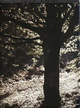 Image représentant Un cours d'eau dans la forêt de chênes
