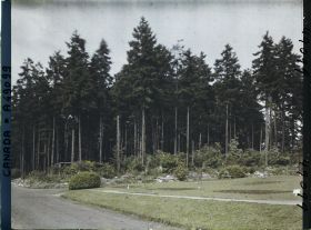 Image représentant Canada, Vancouver, Sapins au Stanley Park