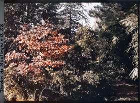 Image représentant Érable rougeoyant au bord d'une allée du " sanctuaire japonais " proche du verger-roseraie ?