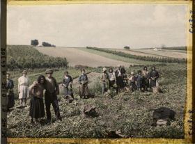 Image représentant La Cueillette des petits pois