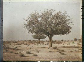 Image représentant Un pistachier térébinthe dans la daya