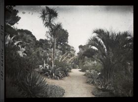 Image représentant Cap martin Palmiers, plantes grasses (sic)