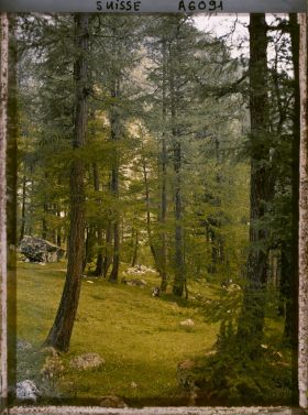 Image représentant Paysage de forêt dans la région de Roseg
