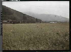 Image représentant Rizière