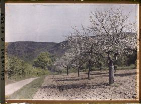 Image représentant Pommiers et paysage