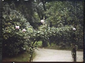 Image représentant Guirlande de roses située près de la dépendance, à la limite du verger-roseraie et de la forêt bleue
