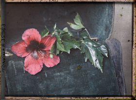 Image représentant Des feuilles et une fleur d'hibiscus hybride, violet à coeur sombre