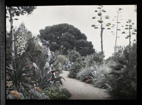 Image représentant Allée sinueuse ornée de yucca, aloès et agaves en fleurs, vue prise à 11 h
