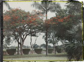 Image représentant Des flamboyants dans un parc